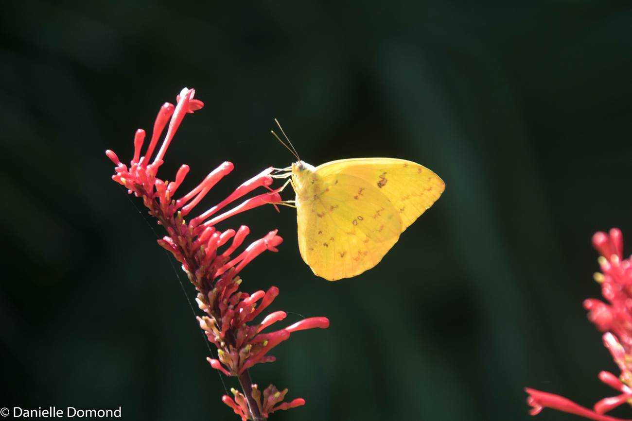 A yellow sulphur butterfly feeding on bright red firespike blooms against a dark green background