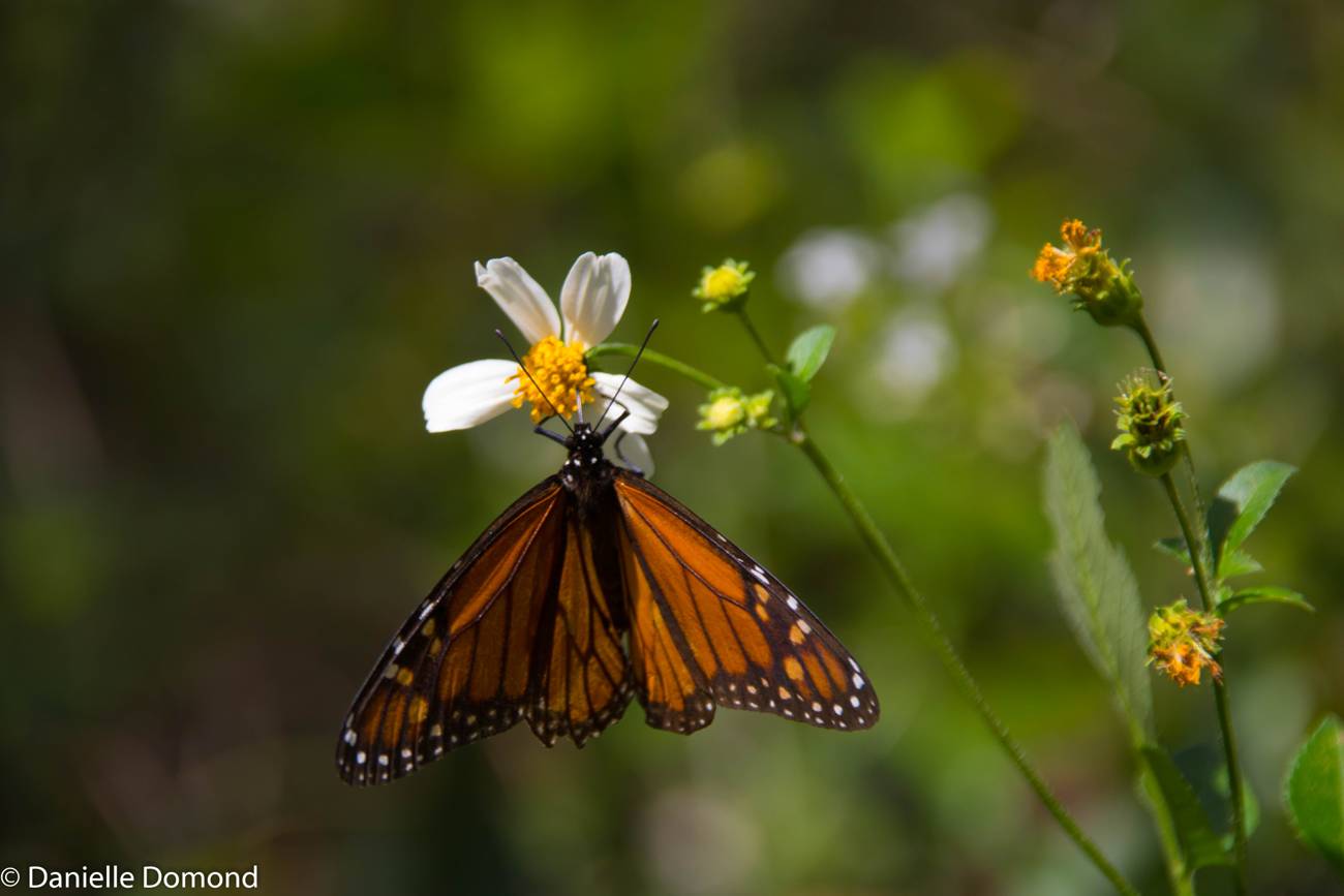 A monarch butterfly with wings spread wide on a white wildflower