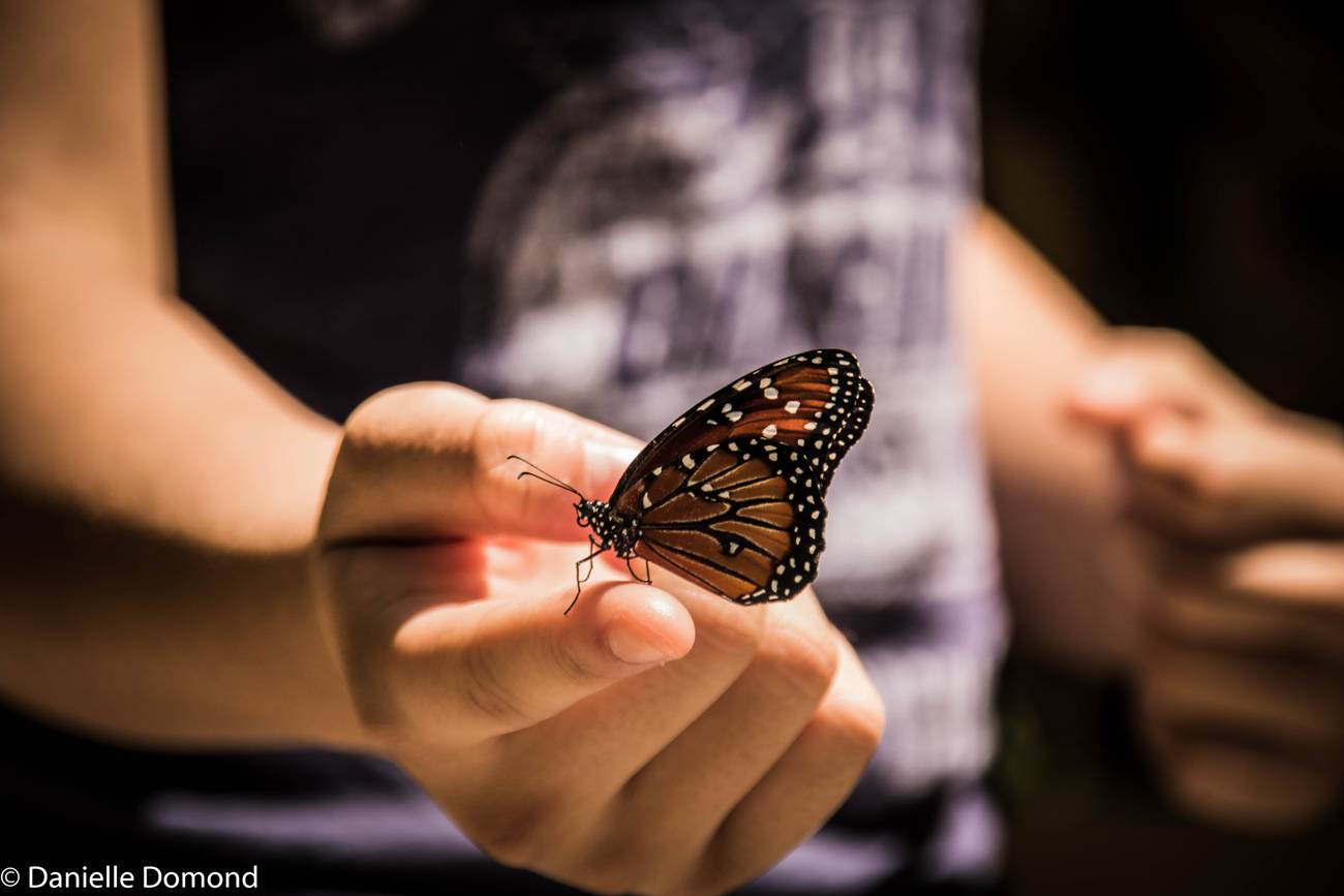 A monarch butterfly perched gently on a child's fingertip