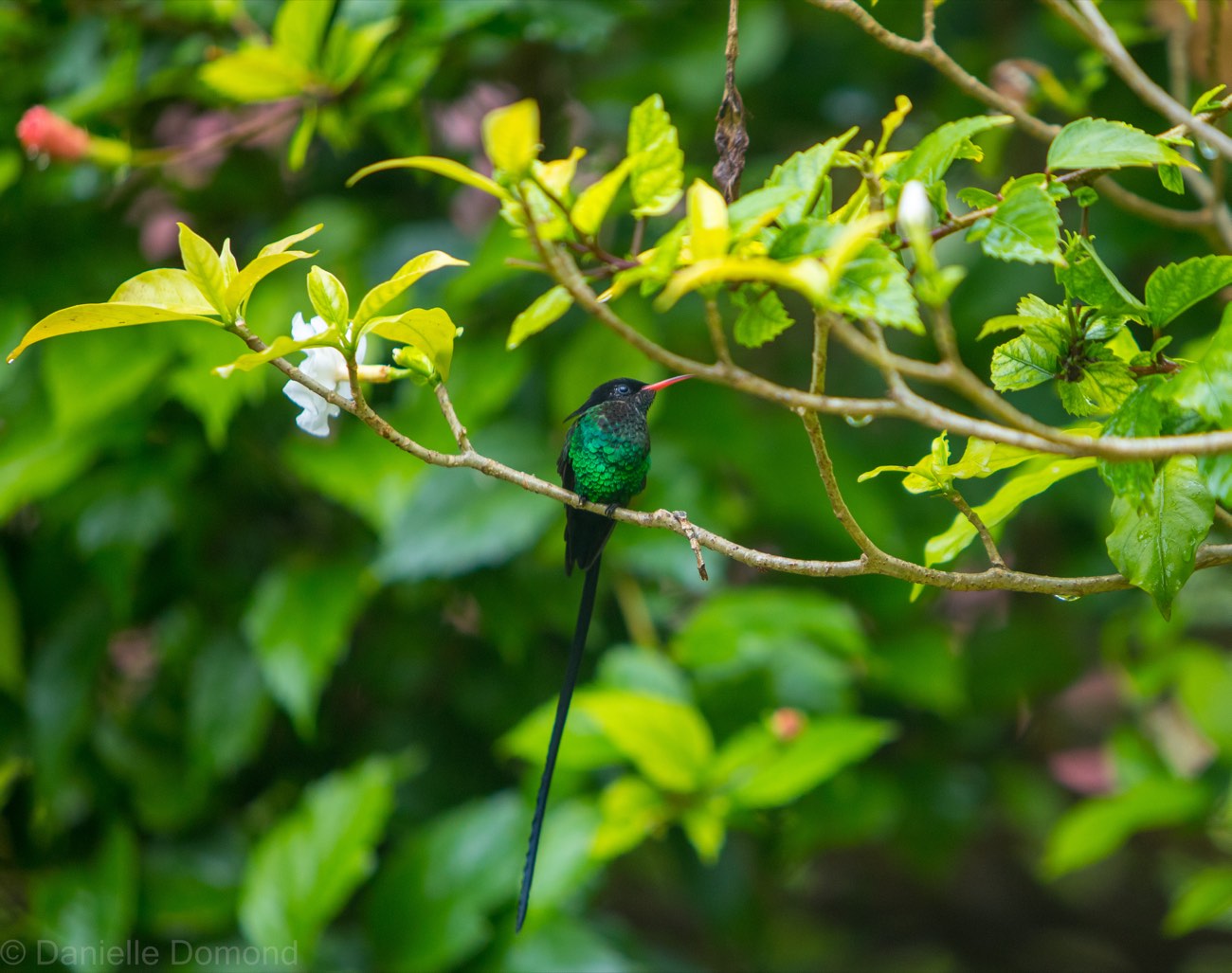 A red-billed streamertail, Jamaica's doctor bird, perched on a branch with its long black tail feathers trailing down
