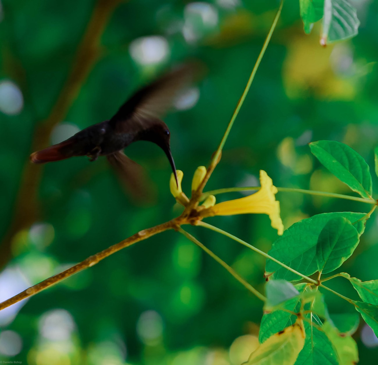 A hummingbird hovering with blurred wings as it sips from a yellow trumpet flower