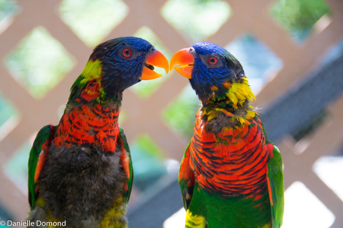 Two rainbow lorikeets face to face with beaks touching in front of a lattice wall