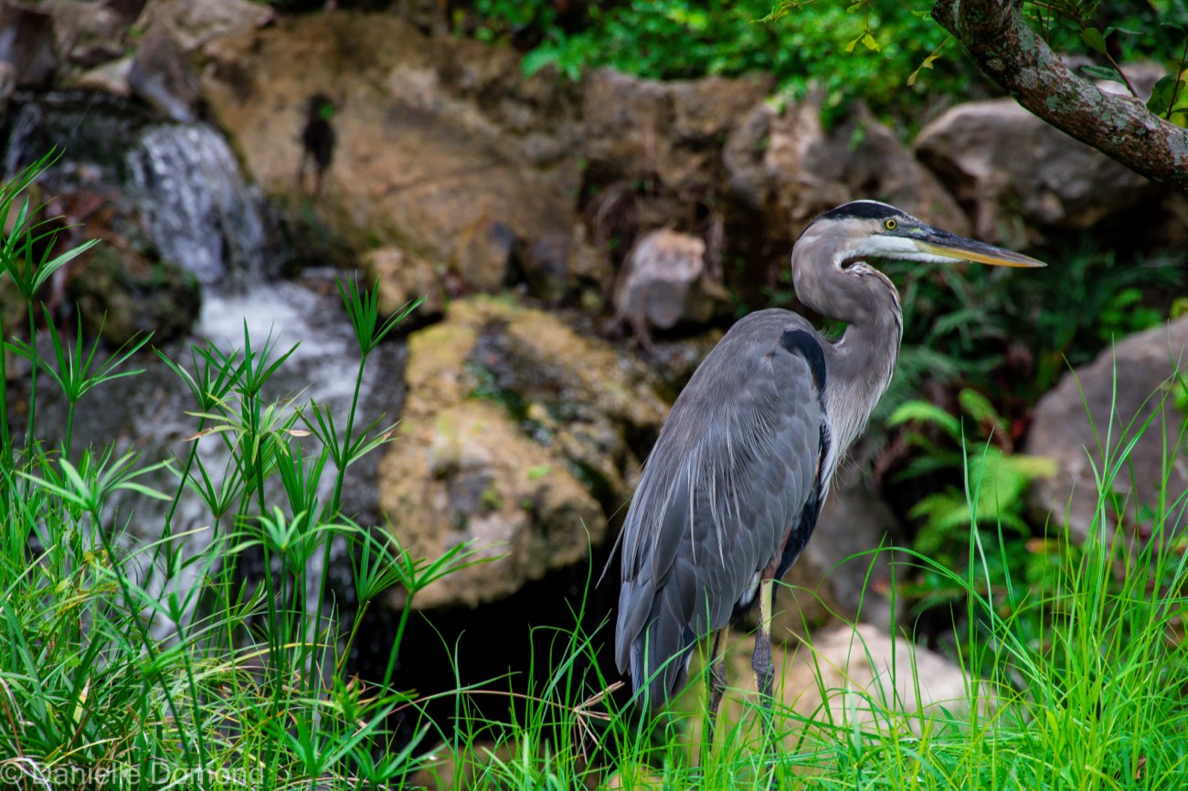 A great blue heron standing tall in the grass beside a rocky waterfall at Morikami Gardens