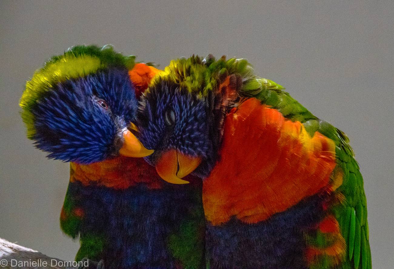 Two rainbow lorikeets nuzzling