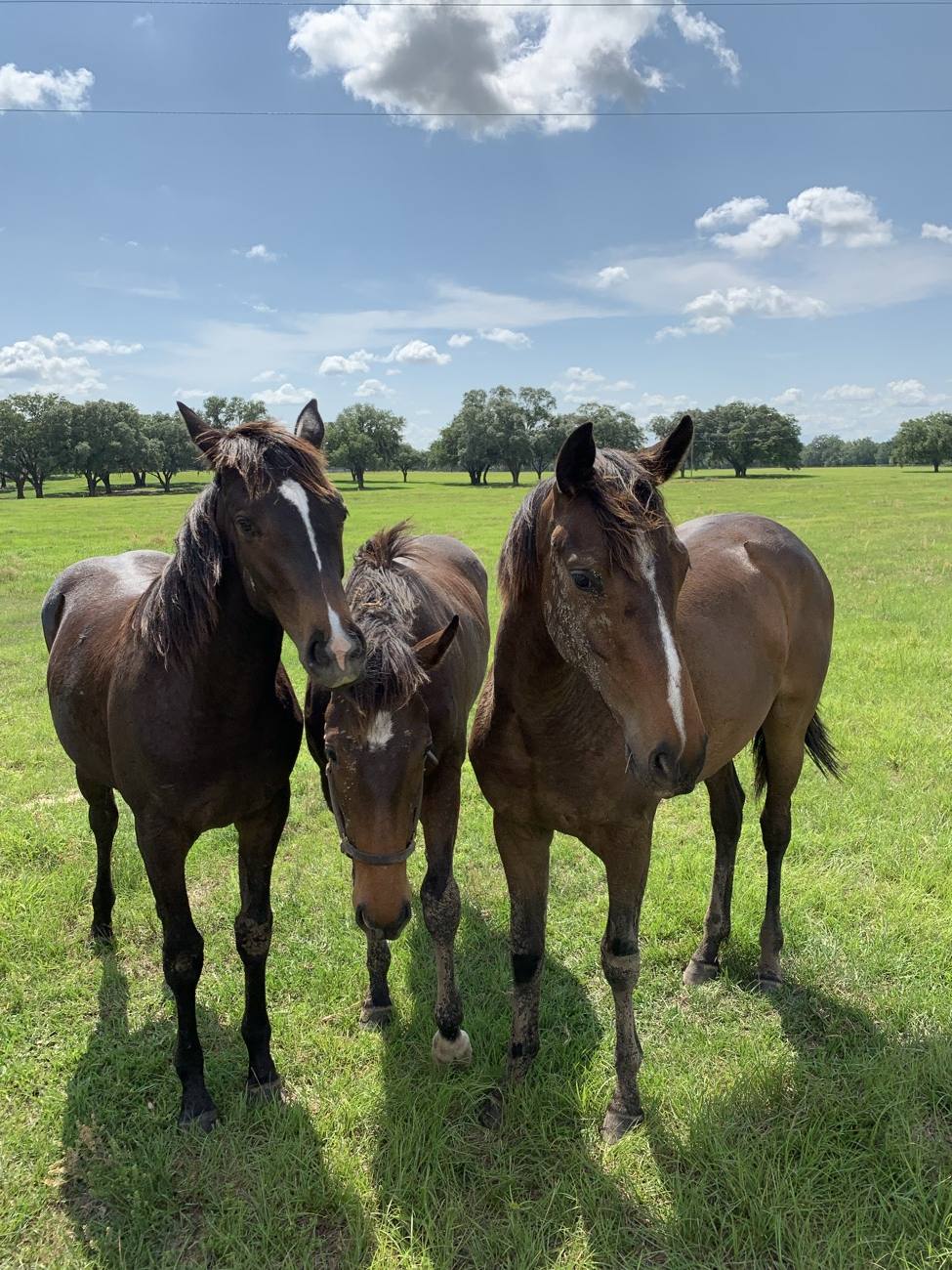 Three young thoroughbred horses standing together in a green pasture under a summer sky