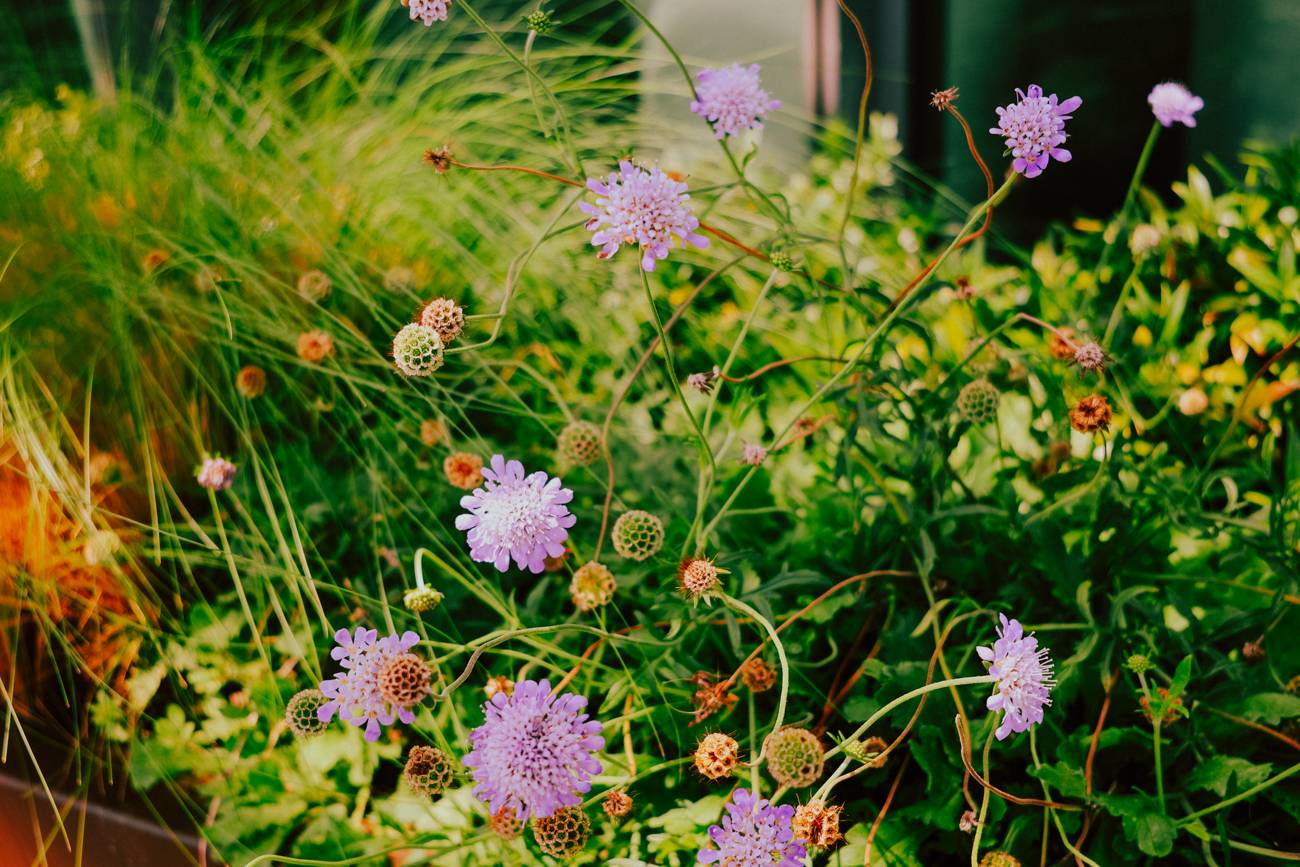 Purple pincushion wildflowers tangled in green