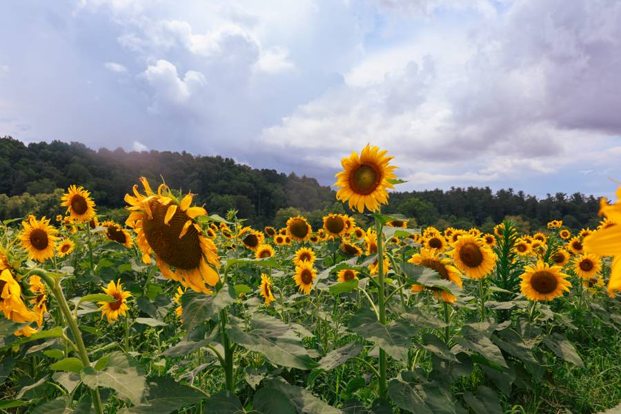 A sunflower field under a summer sky