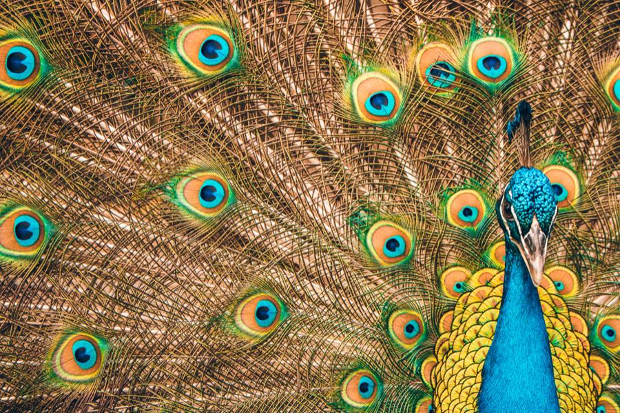 A peacock facing the camera with its full train of iridescent eyespot feathers fanned wide