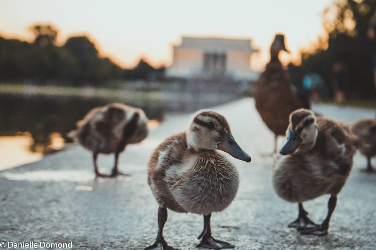 A family of ducks walking the edge of the Reflecting Pool