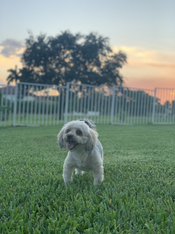 A small white dog standing in the grass at sunset